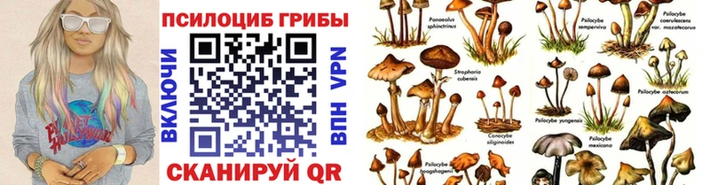 дарнет шоп  Сосновка  Галлюциногенные грибы Psilocybine cubensis 
